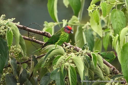 Goldie's Lorikeet