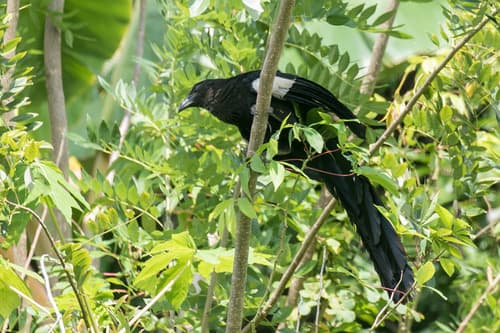Goliath Coucal