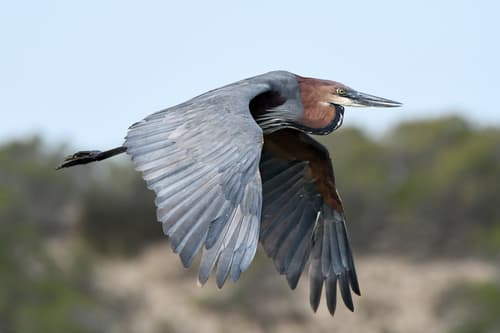 Goliath Heron