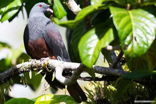Goliath Imperial Pigeon