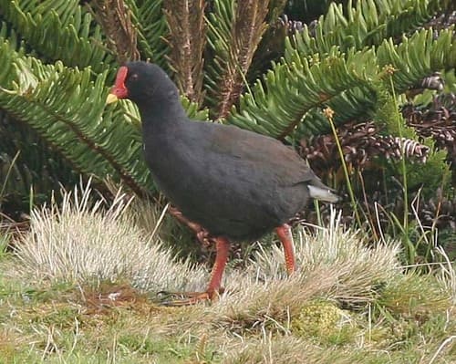 Gough Moorhen