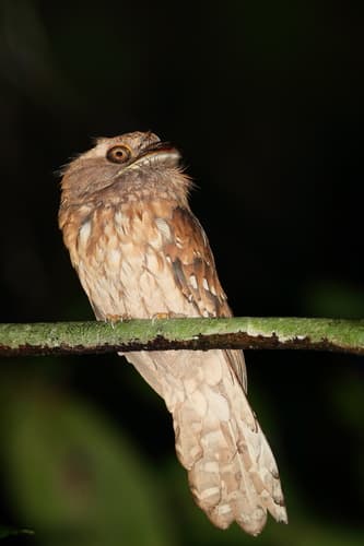 Gould's Frogmouth
