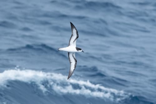 Gould's Petrel