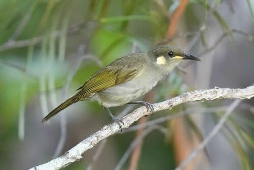 Graceful Honeyeater