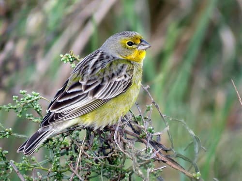 Grassland Yellow-Finch