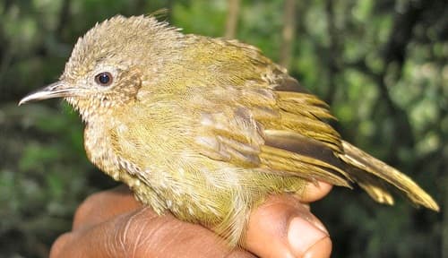 Grauer's Warbler