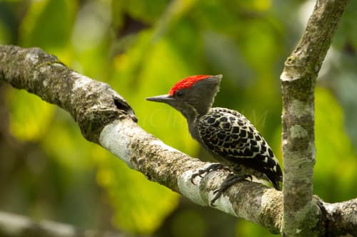 Gray-and-buff Woodpecker