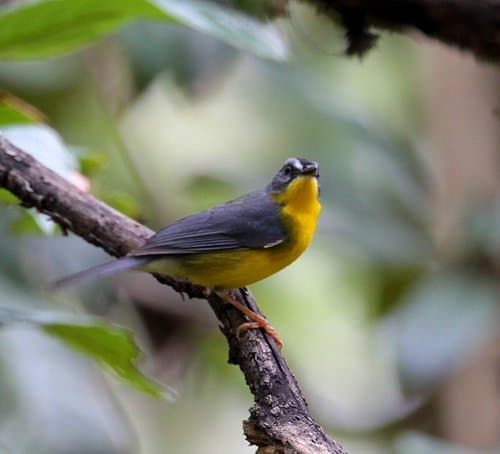Gray-and-gold Warbler