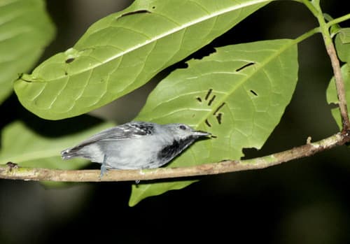 Gray Antwren