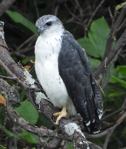 Gray-backed Hawk