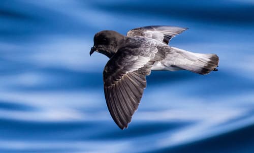 Gray-backed Storm-Petrel