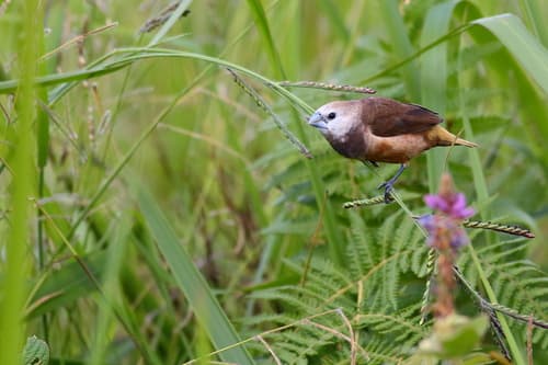 Gray-banded Munia