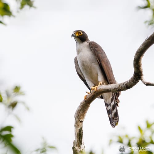 Gray-bellied Hawk