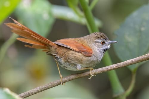 Gray-bellied Spinetail