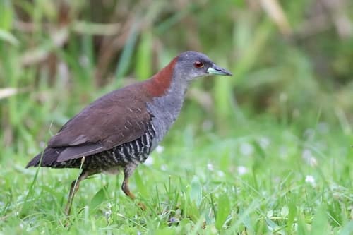 Gray-breasted Crake