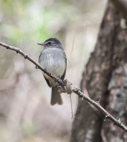 Gray-breasted Flycatcher