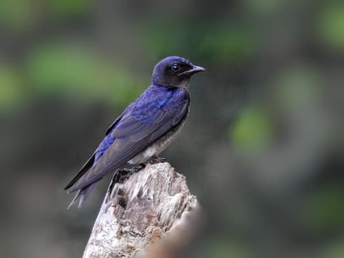 Gray-breasted Martin