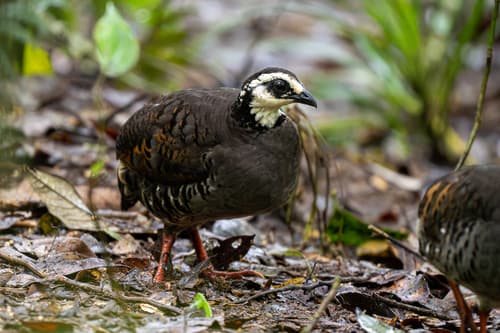 Gray-breasted Partridge