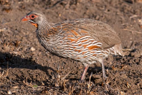 Gray-breasted Spurfowl