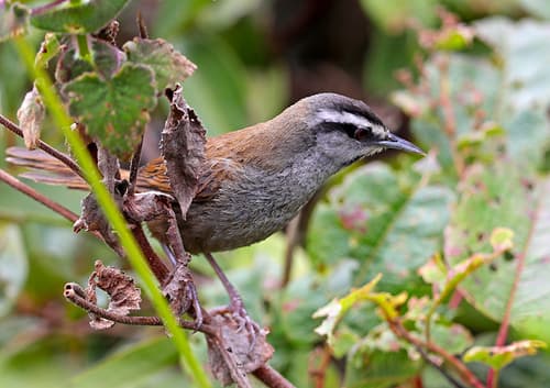 Gray-browed Wren