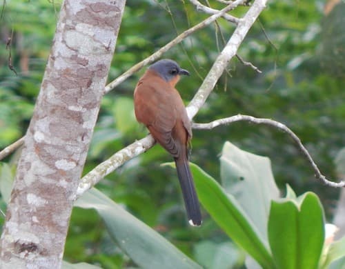 Gray-capped Cuckoo