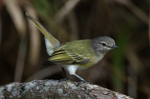 Gray-capped Tyrannulet
