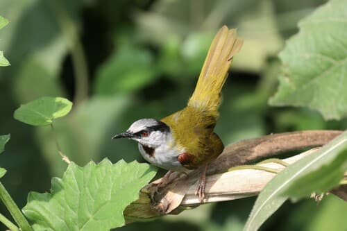 Gray-capped Warbler