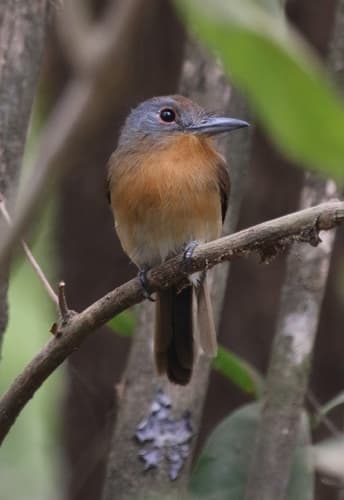 Gray-cheeked Nunlet