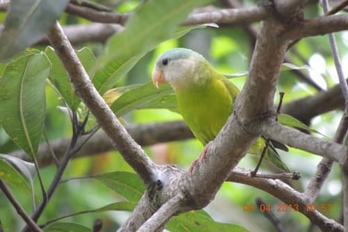Gray-cheeked Parakeet