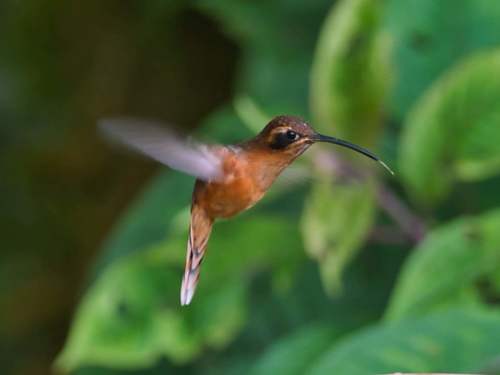 Gray-chinned Hermit