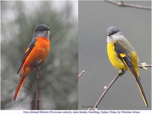 Gray-chinned Minivet
