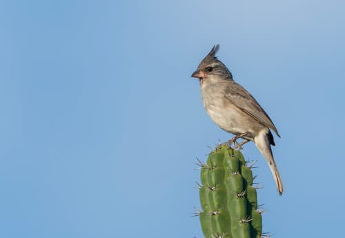 Gray-crested Finch