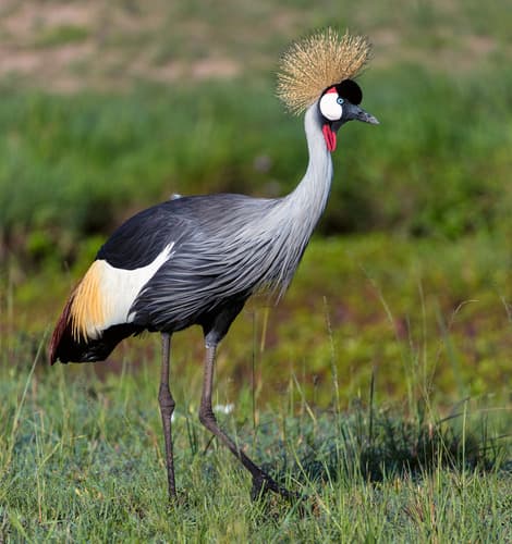 Gray Crowned-Crane