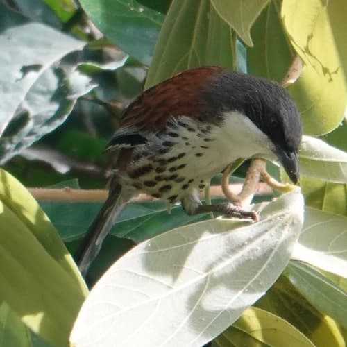 Gray-crowned Crocias