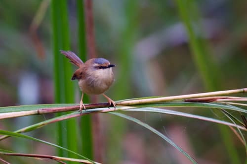 Gray-crowned Prinia