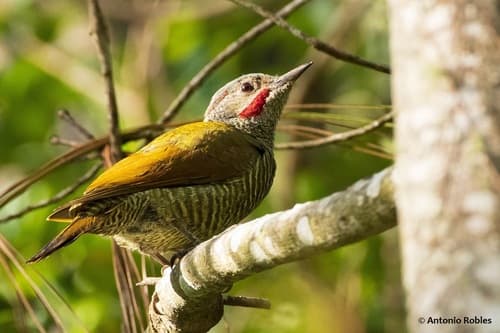 Gray-crowned Woodpecker