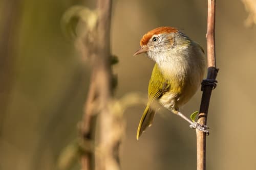 Gray-eyed Greenlet