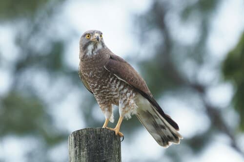 Gray-faced Buzzard