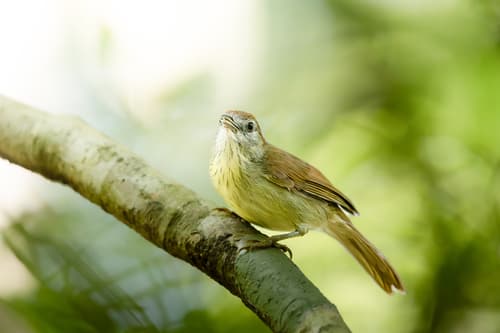 Gray-faced Tit-Babbler