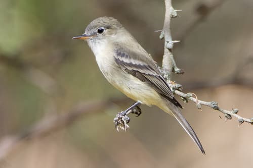 Gray Flycatcher