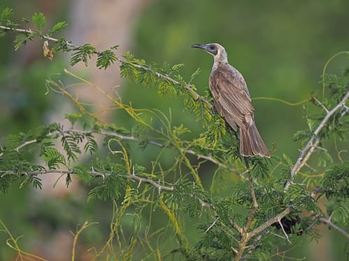 Gray Friarbird