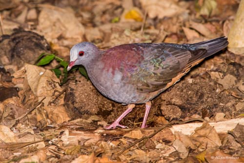 Gray-fronted Quail-Dove