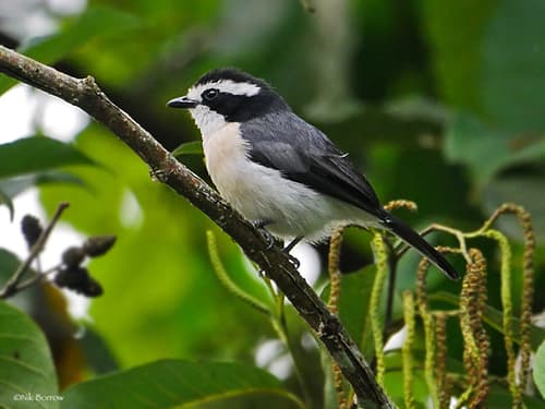 Gray-green Bushshrike