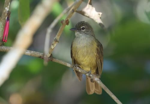 Gray Greenbul