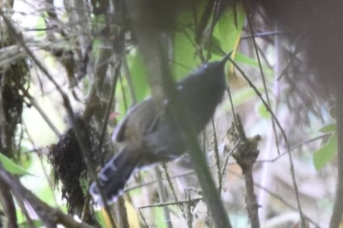 Gray-headed Antbird