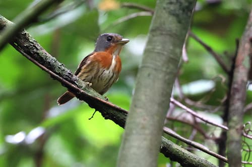 Gray-headed Broadbill
