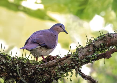 Gray-headed Dove