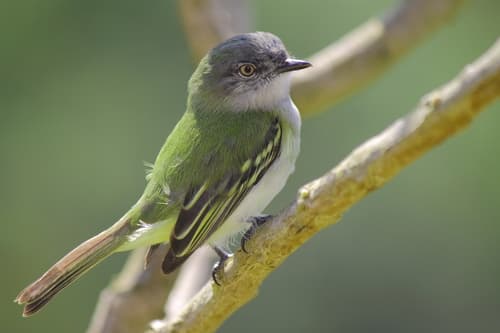 Gray-headed Elaenia