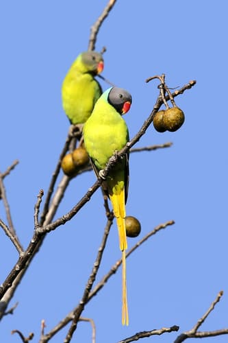 Gray-headed Parakeet