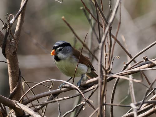 Gray-headed Parrotbill